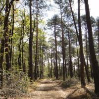 Forêt de Chinon