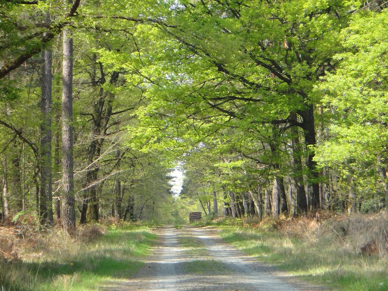 Forêt de Chinon