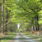 Forêt de Chinon