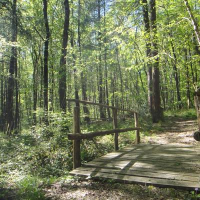 Rando nature en forêt