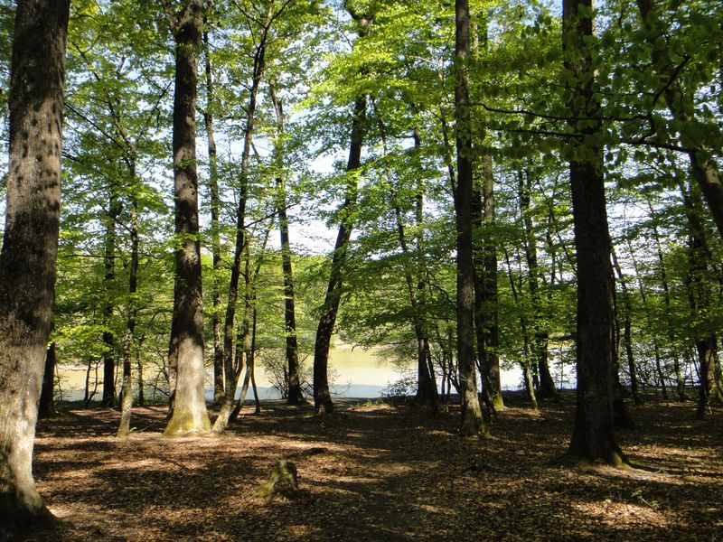 Forêt de Loches - Excursion val de loire écotourisme