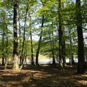 Forêt de Loches - Excursion val de loire écotourisme