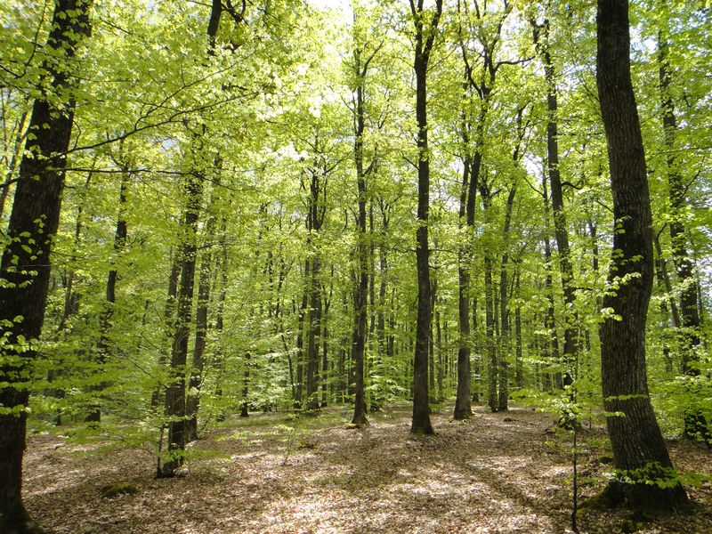 Excursion en forêt de Loches