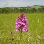 Excursion orchidée sauvage - Val de loire écotourisme