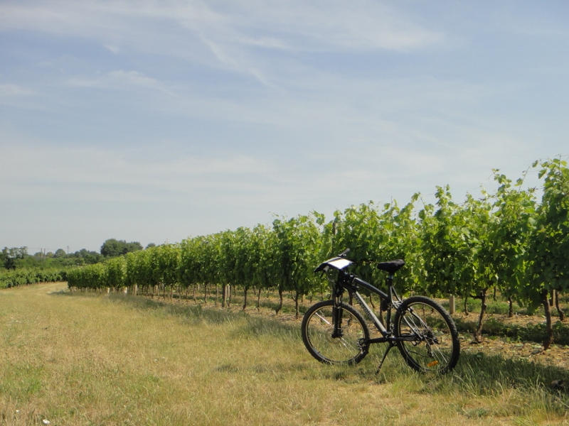 Vignobles à vélo