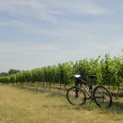 Vignobles à vélo