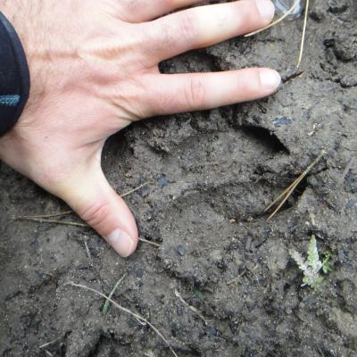 Traces et indices faune sauvage