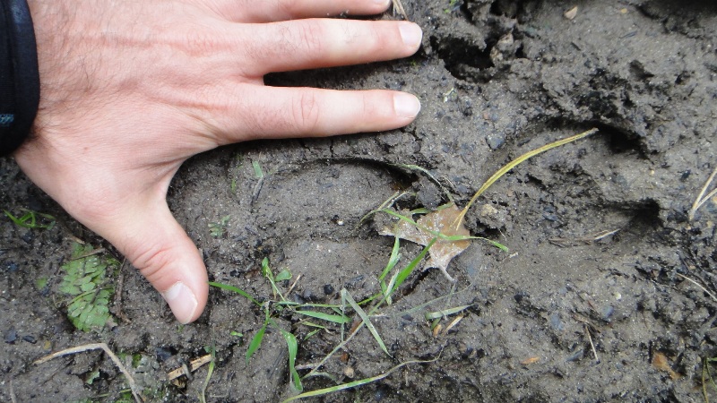 Formation traces et indices des animaux sauvages