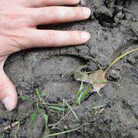 Week-end brame du cerf en Touraine