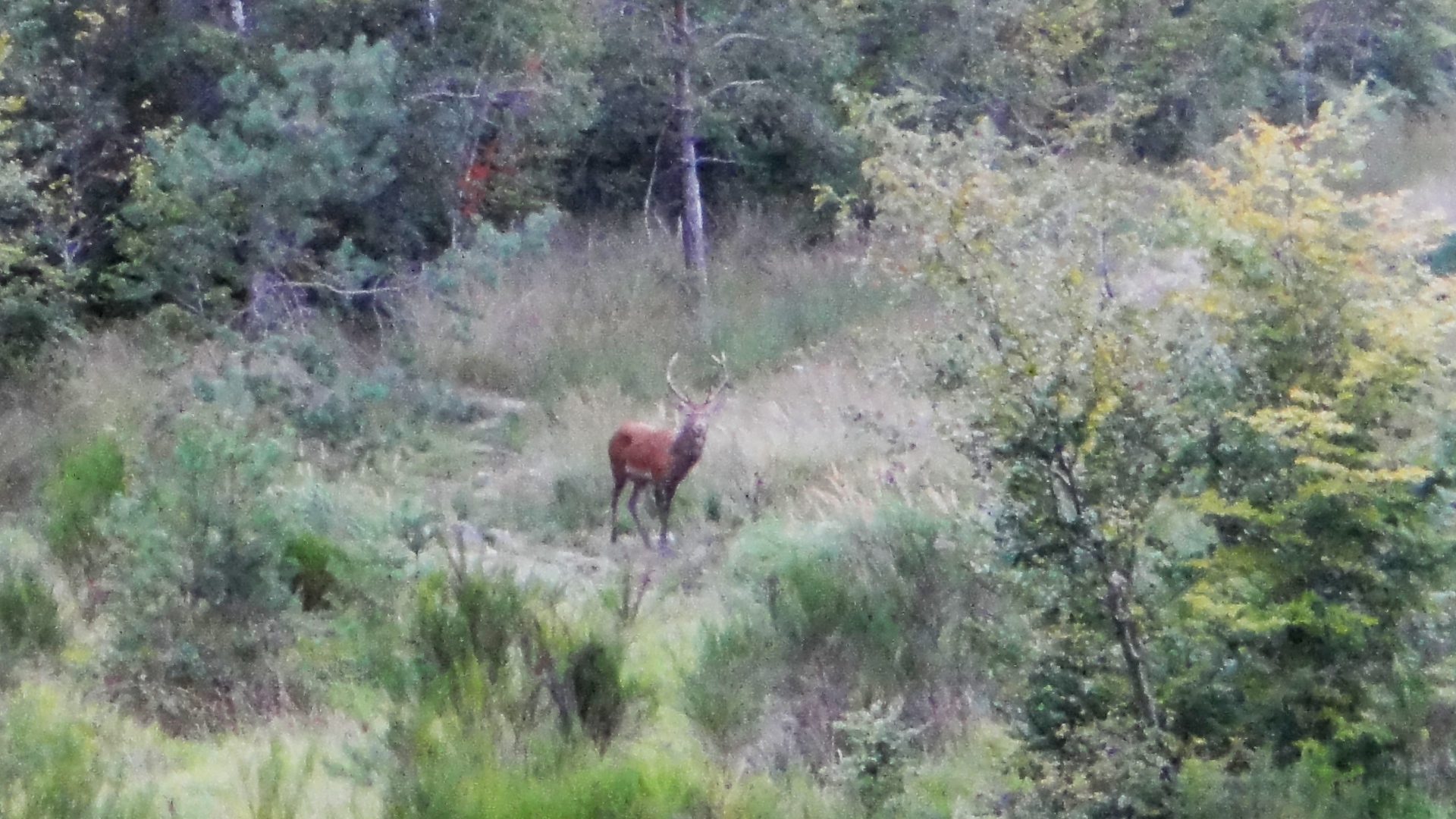 Week-end brame du cerf en Touraine