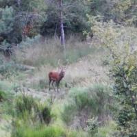 Week-end brame du cerf en Touraine