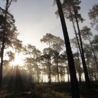 Week-end brame du cerf en Touraine