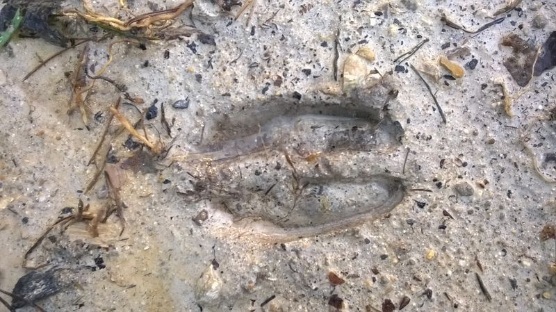 Formation faune sauvage en Touraine