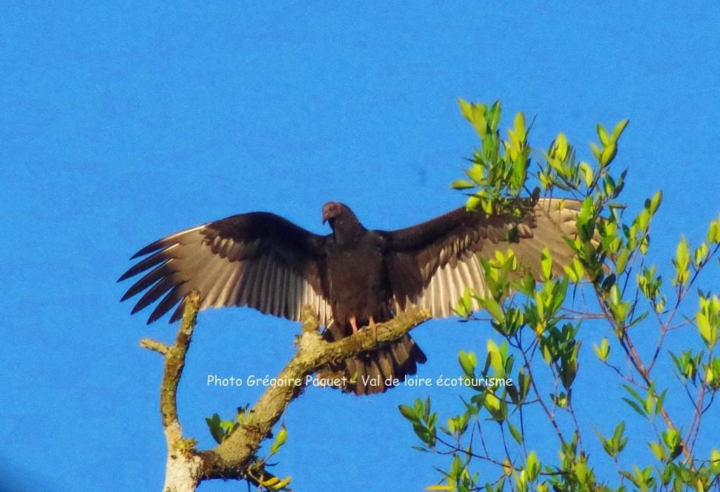 Faune Costa Rica