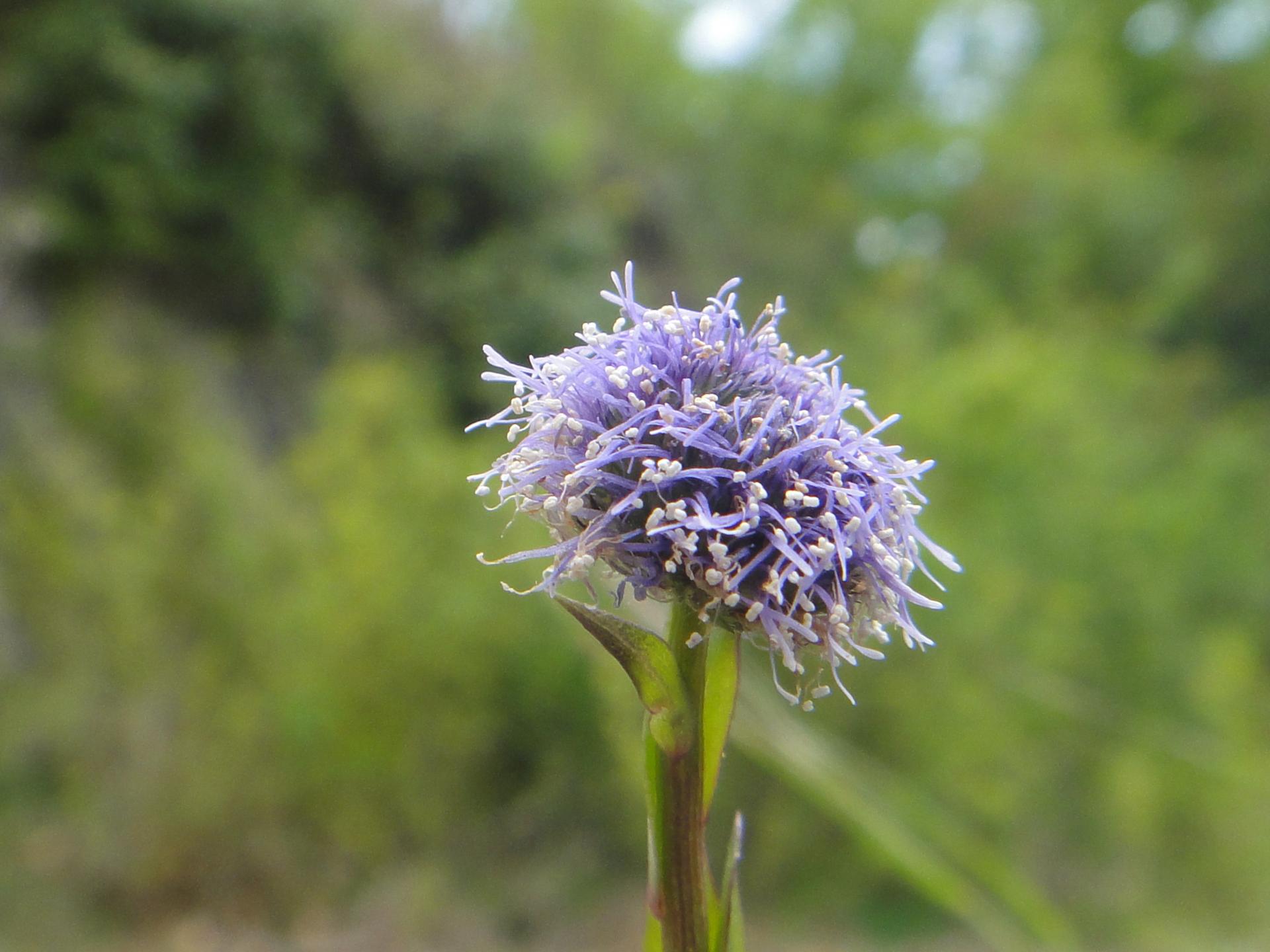 Ptite balade le monde des plantes