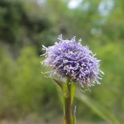 Globularia vulgaris globulaire commune puys du chinonais mai 2017 5