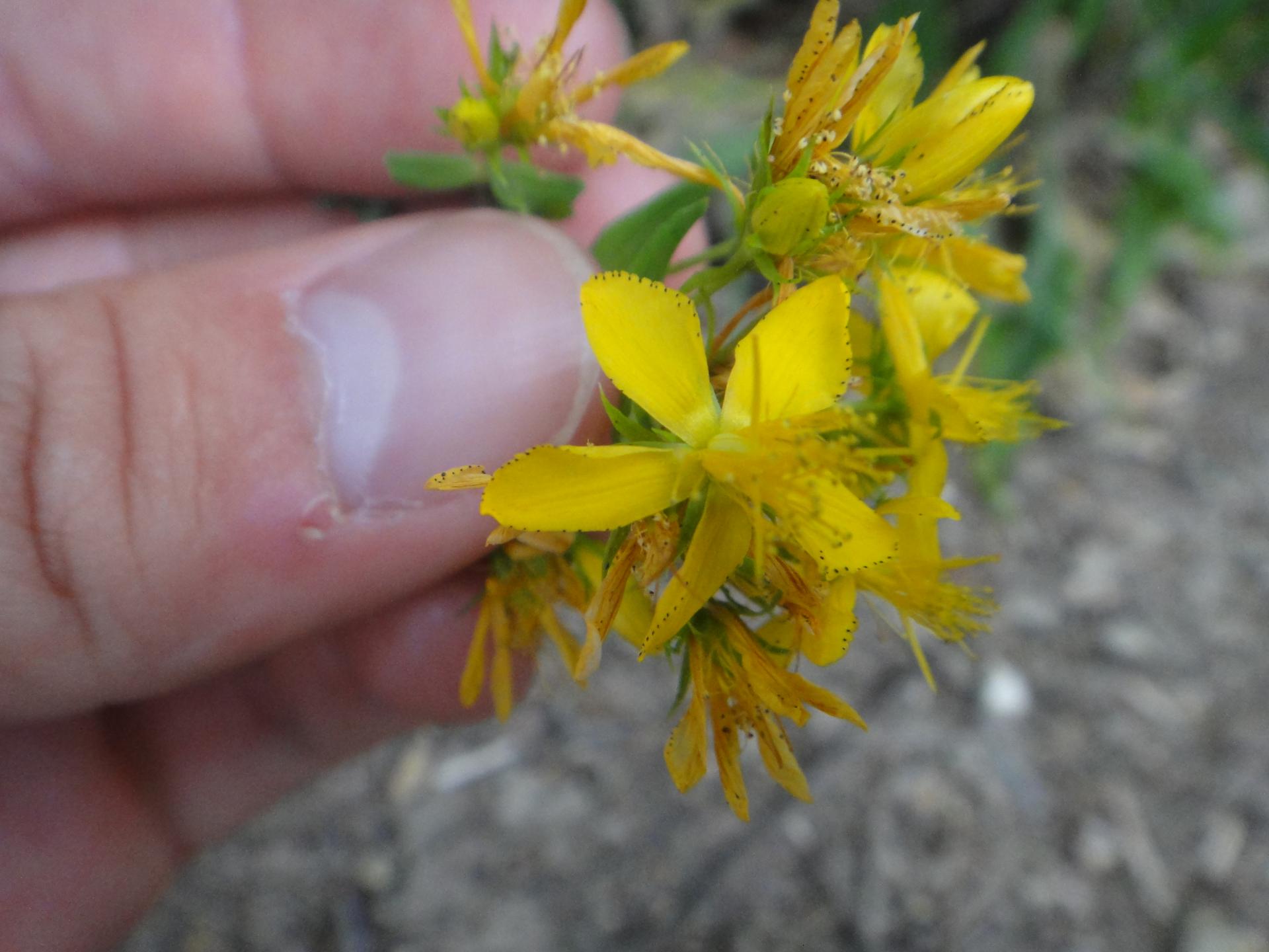 Formation plantes médicinales et comestibles