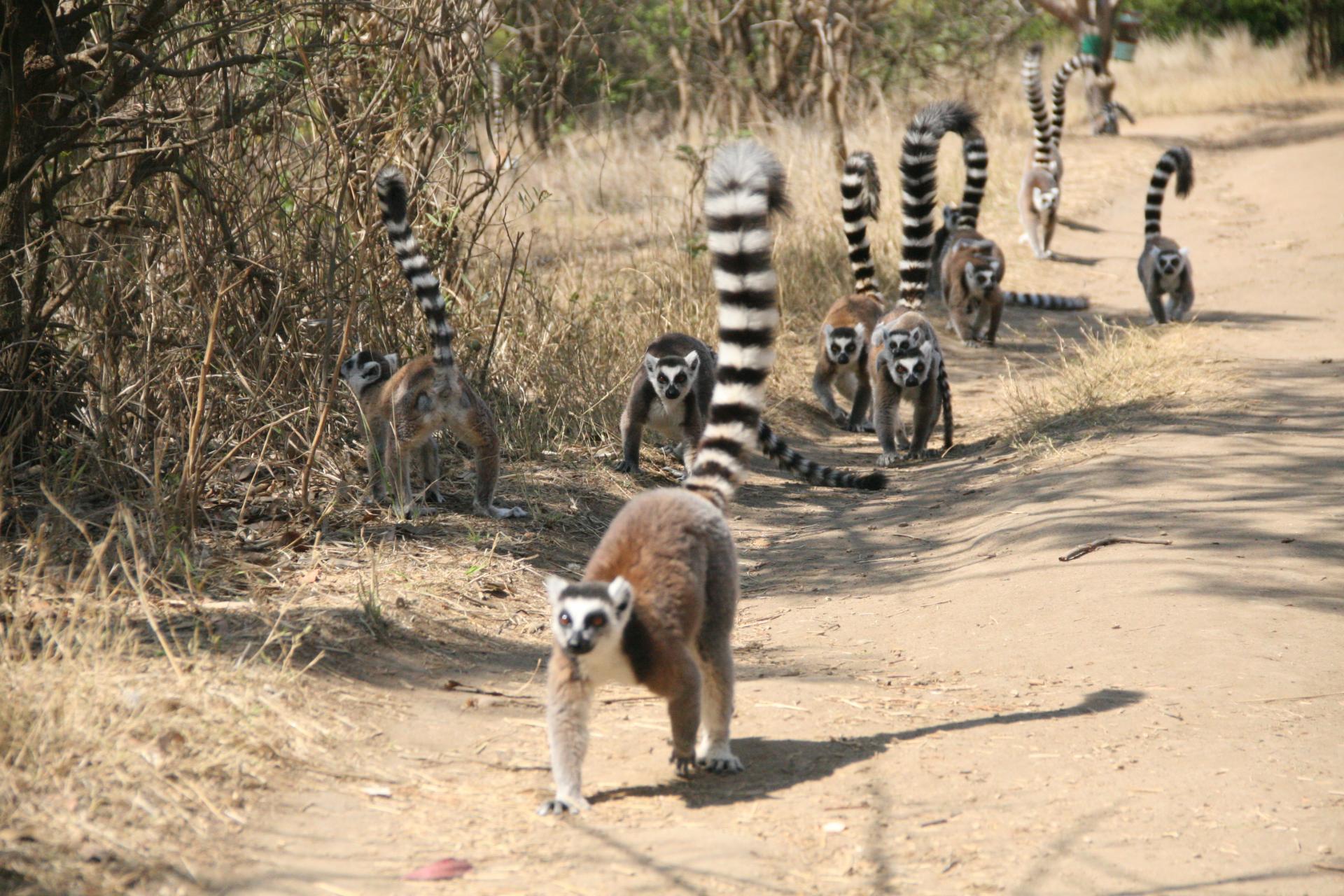 Voyage à Madagascar