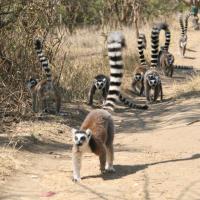 Voyage à Madagascar