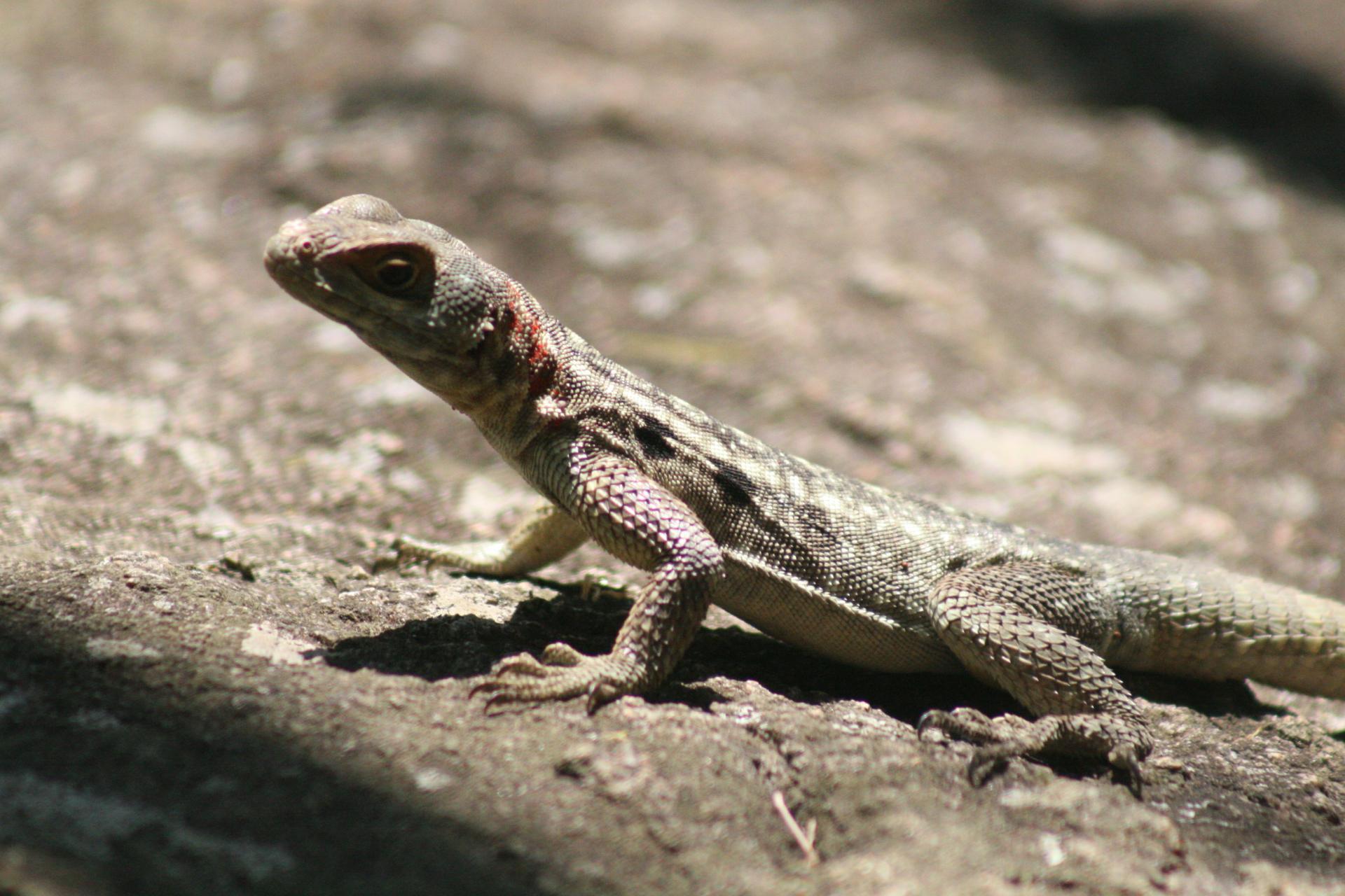 Voyage à Madagascar