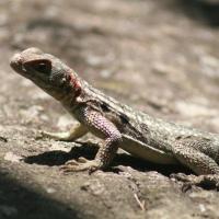 Voyage à Madagascar