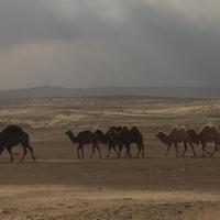 Voyage nature en Ouzbékistan