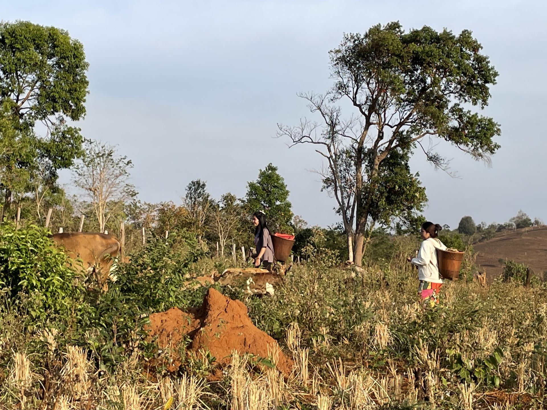 Voyage nature au Cambodge