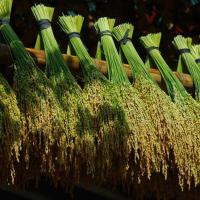 Séjour responsable au Vietnam