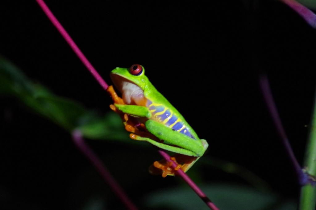 Séjour nature au Costa Rica