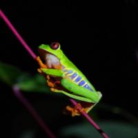 Séjour nature au Costa Rica