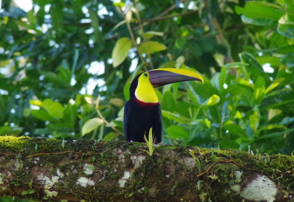 Voyage responsable au Costa Rica