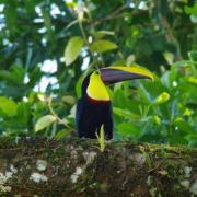 Voyage nature au Costa rica