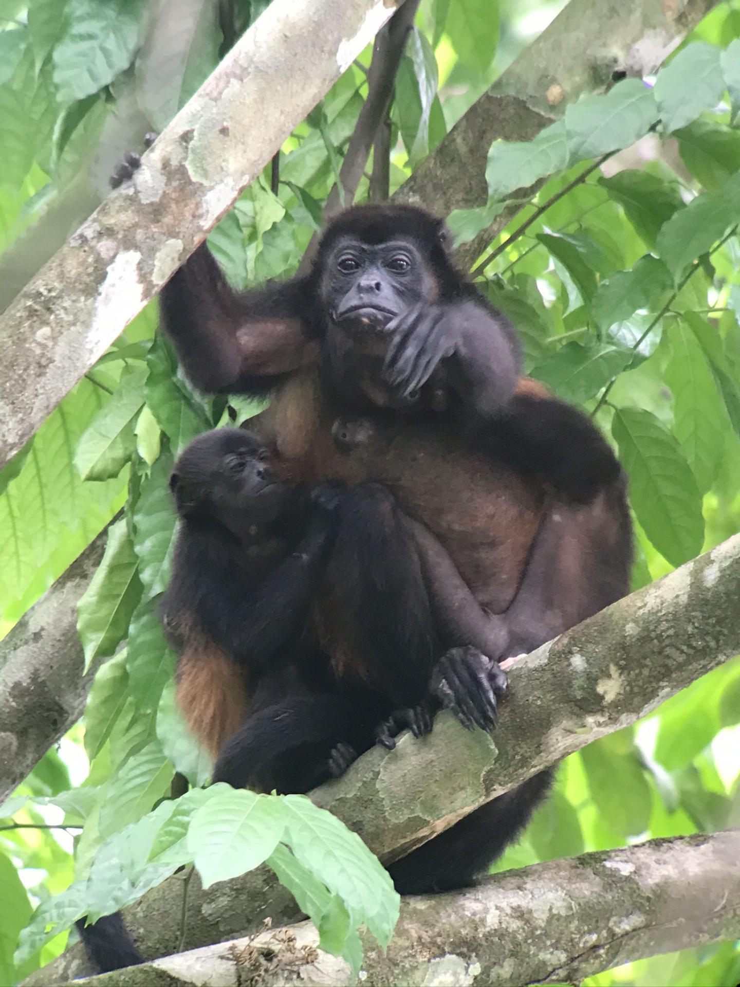 Voyage au Costa Rica