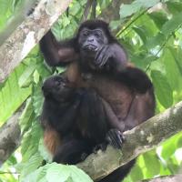 Voyage au Costa Rica