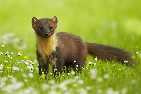 Formation faune sauvage - stage 3 jours