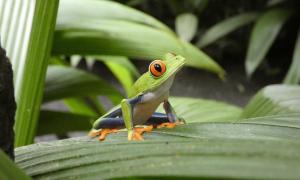 Voyage au Costa rica