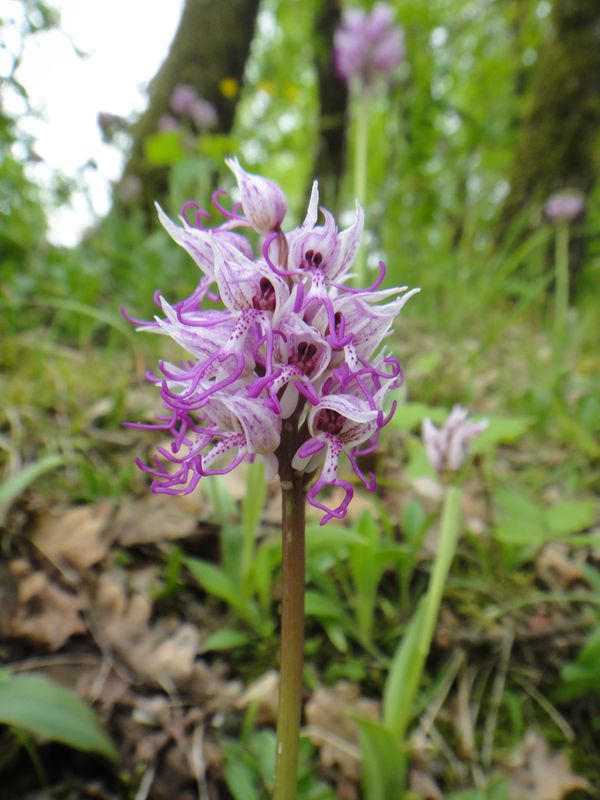 Orchis simia orchis singe puys du chinonais mai 2017 2 