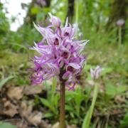 Orchis simia orchis singe puys du chinonais mai 2017 2 