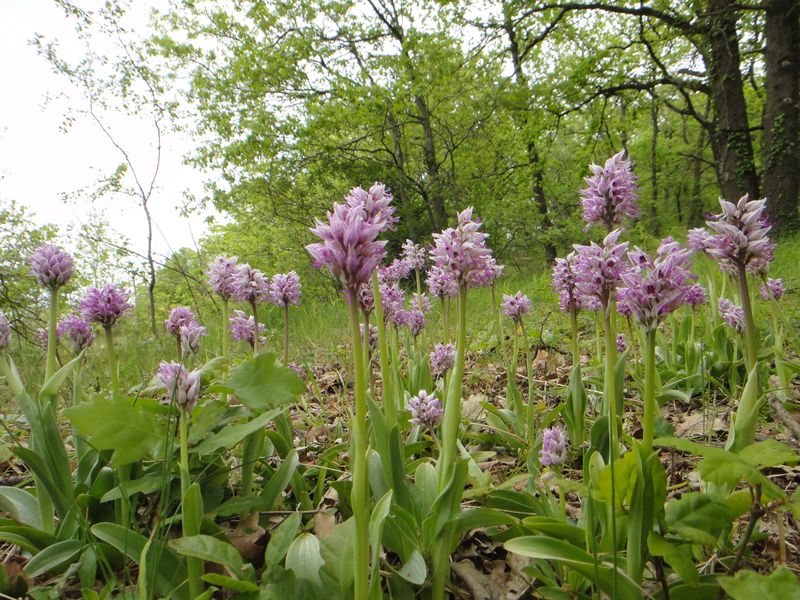 Excursion orchidée sauvage - Val de loire écotourisme