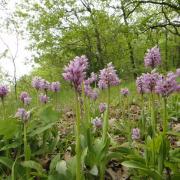 Excursion orchidée sauvage - Val de loire écotourisme