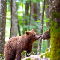 Voyage nature en Slovénie