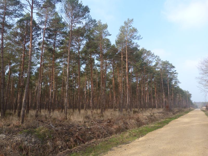 Forêt de Chinon