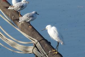 Oiseaux de Loire