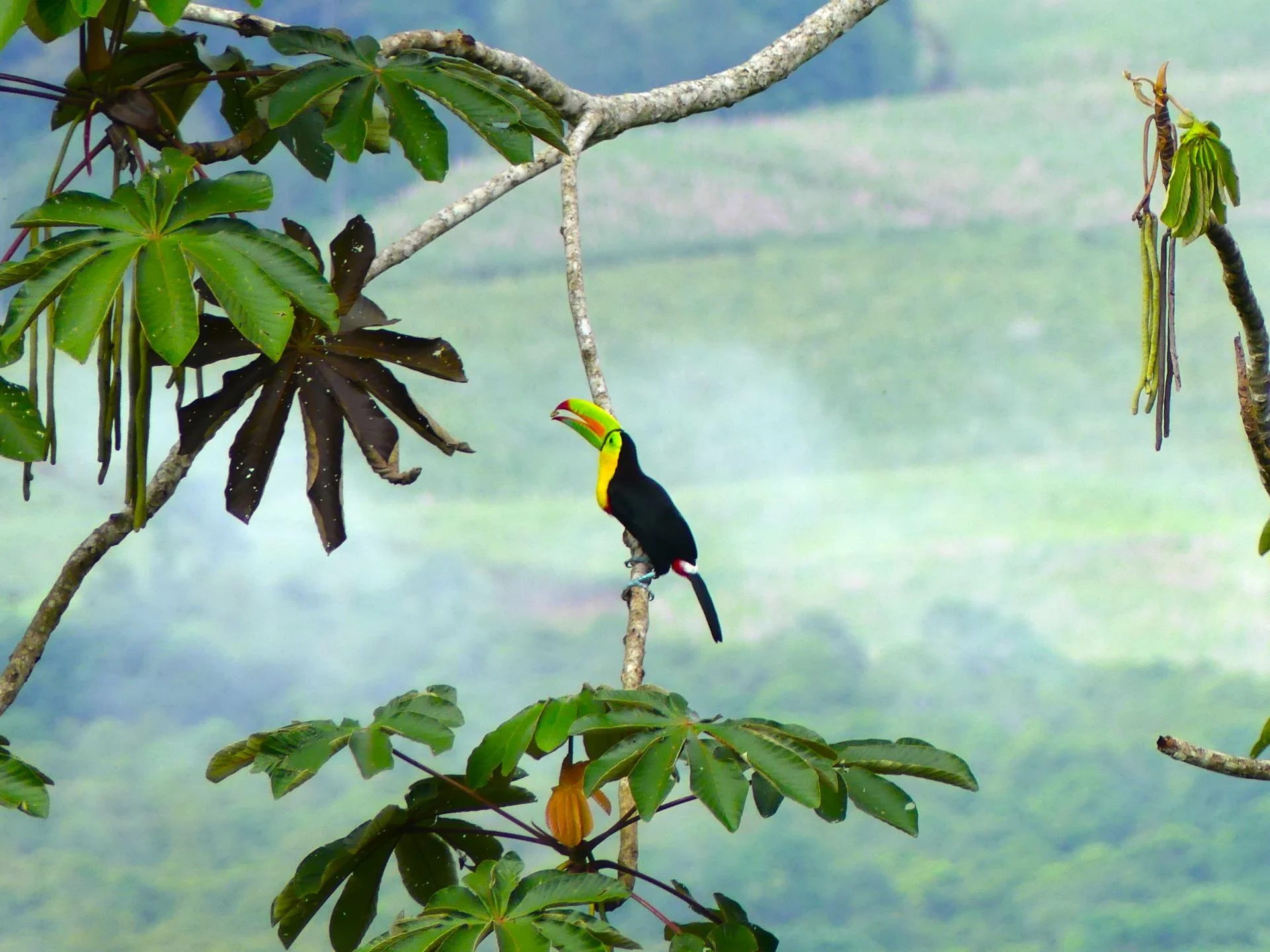Voyage nature au Costa Rica