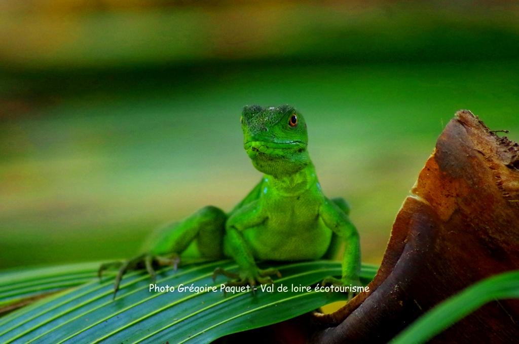 Séjour au Costa Rica