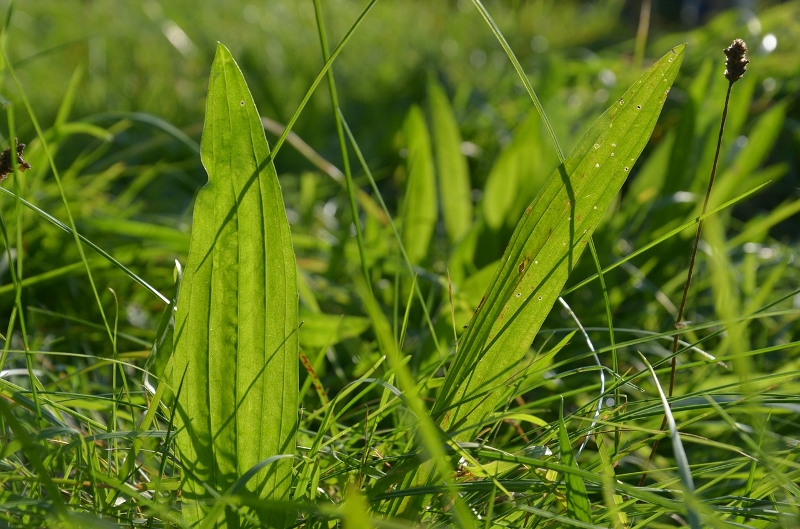 Formation botanique en Touraine