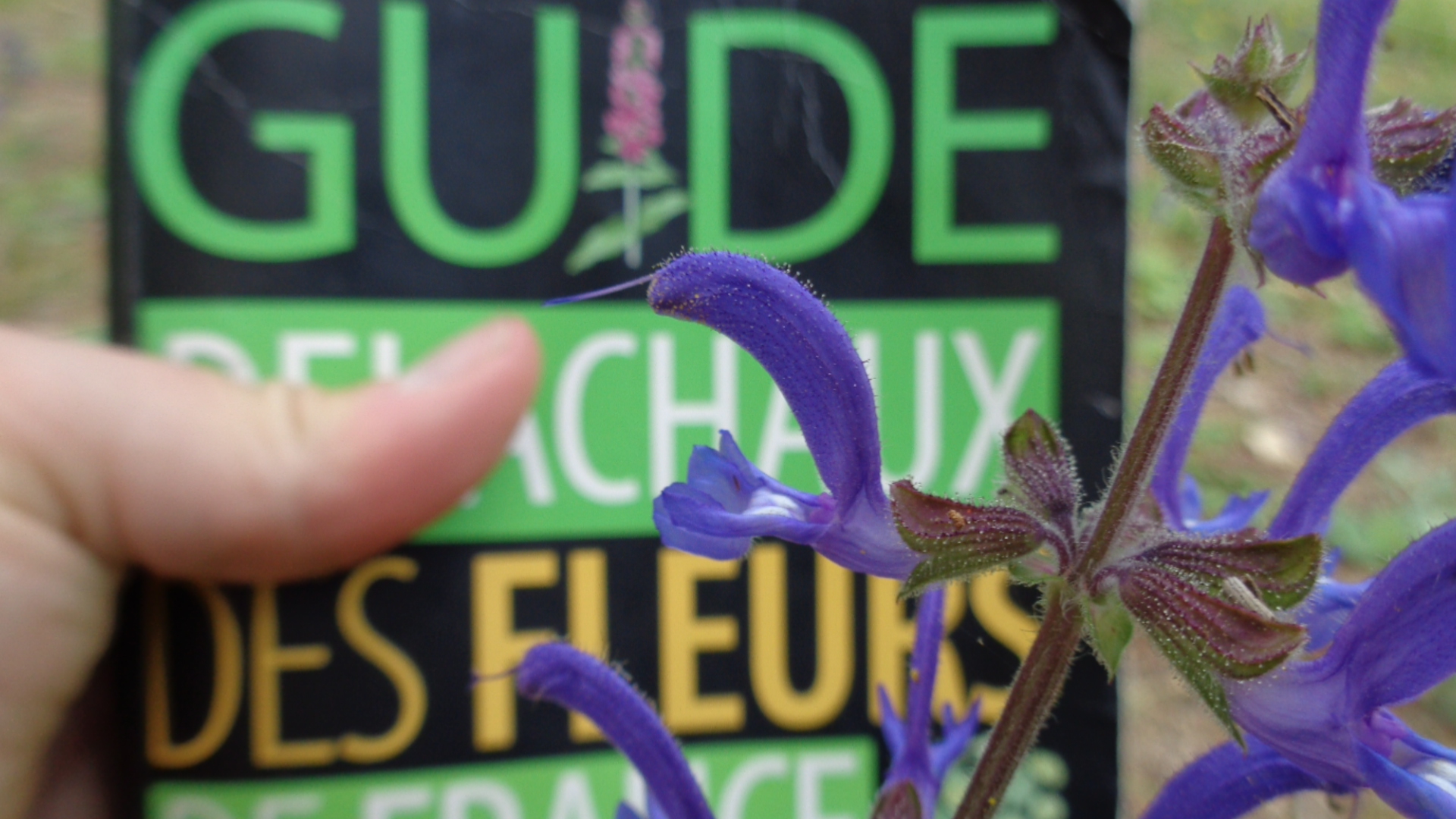 Formation botanique en Touraine