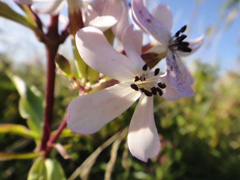 Saponaria officinalis saponaire officinale