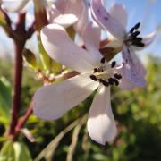 Saponaria officinalis saponaire officinale