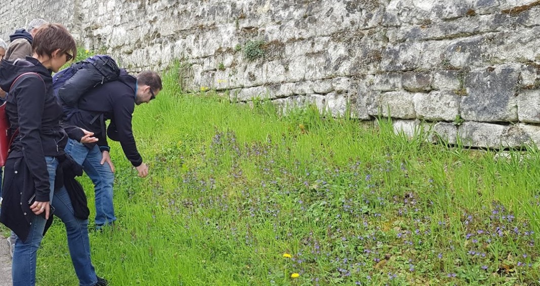 Formation plantes médicinales et comestibles